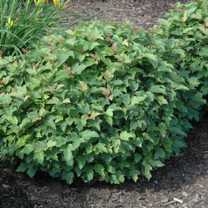 CRANBERRY DWARF EUROPEAN