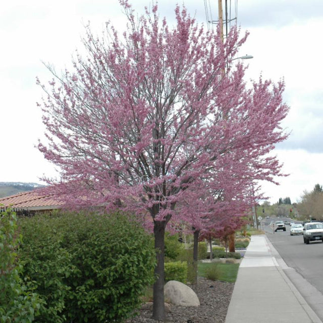 EASTERN REDBUD – Knippel Garden Centre