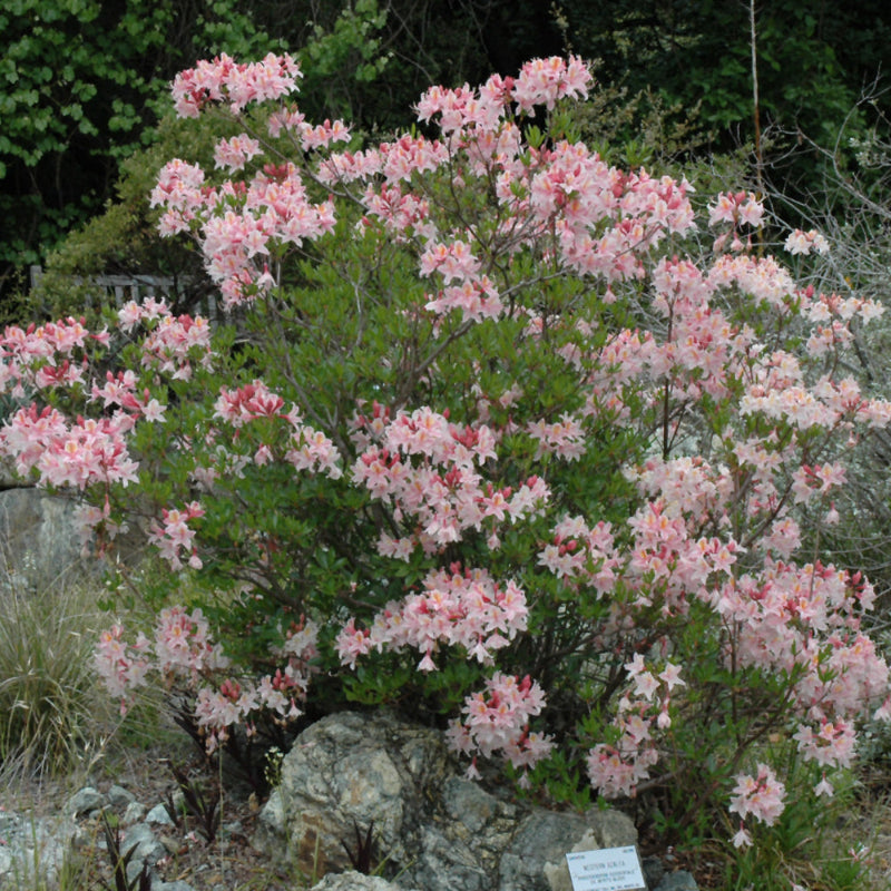 AZALEA WESTERN LIGHTS – Knippel Garden Centre