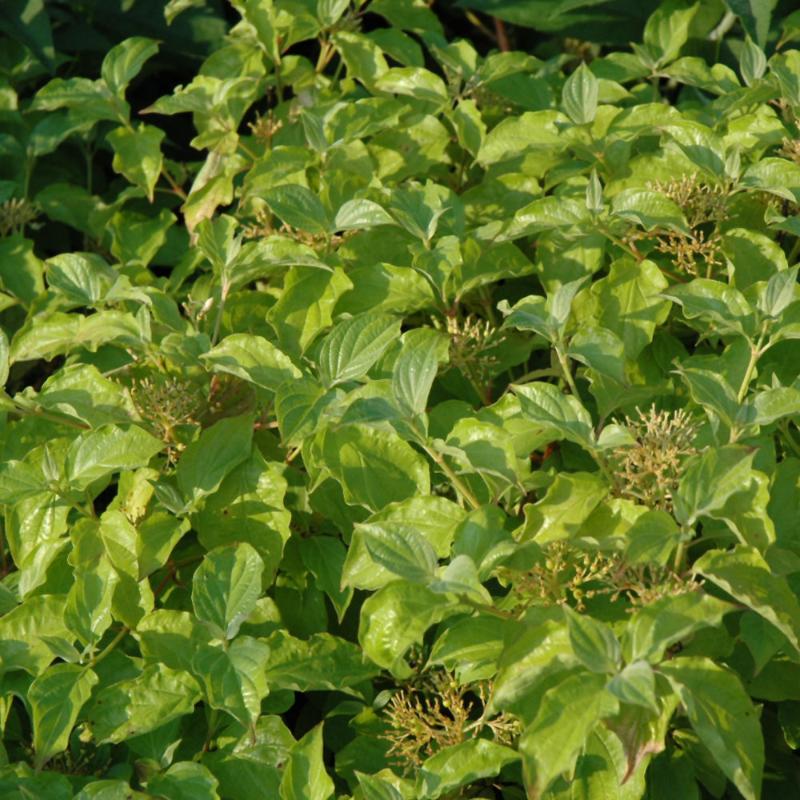 DOGWOOD ARCTIC SUN