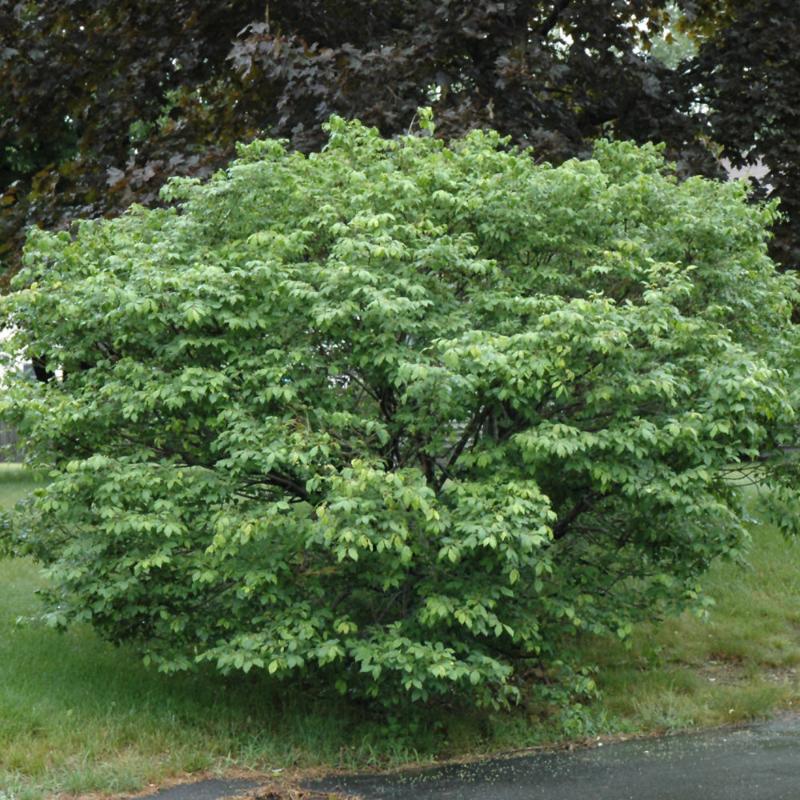 BURNING BUSH DWARF