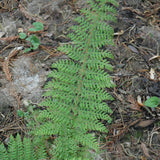 POLYSTICHUM HERRENHAUSEN