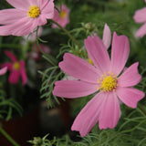 Cosmos Sonata
