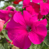 Petunia