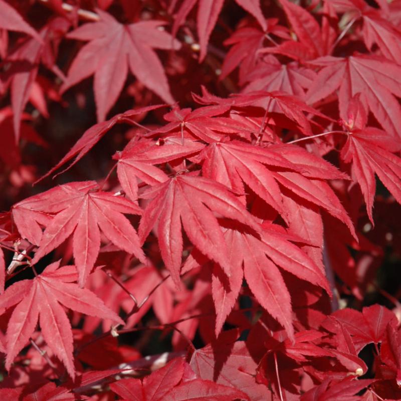 JAPANESE MAPLE EMPEROR ONE – Knippel Garden Centre