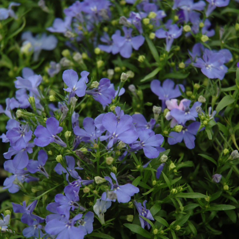 Lobelia Trailing