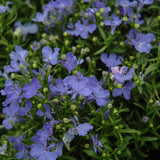 Lobelia Trailing