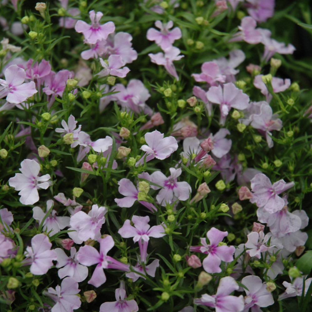 Lobelia Trailing
