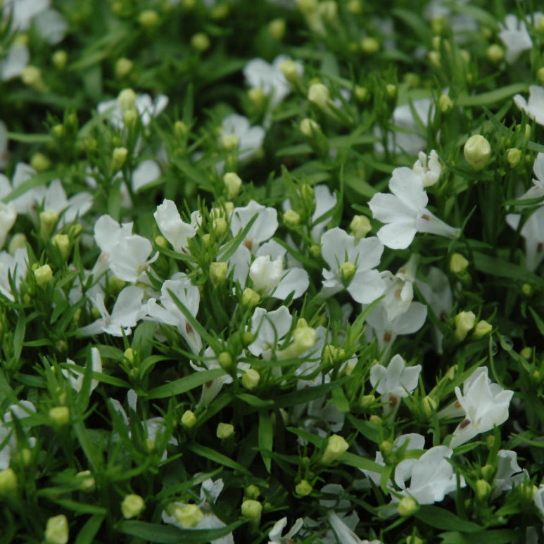 Lobelia Trailing