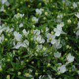 Lobelia Trailing