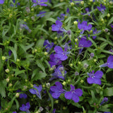 Lobelia Trailing