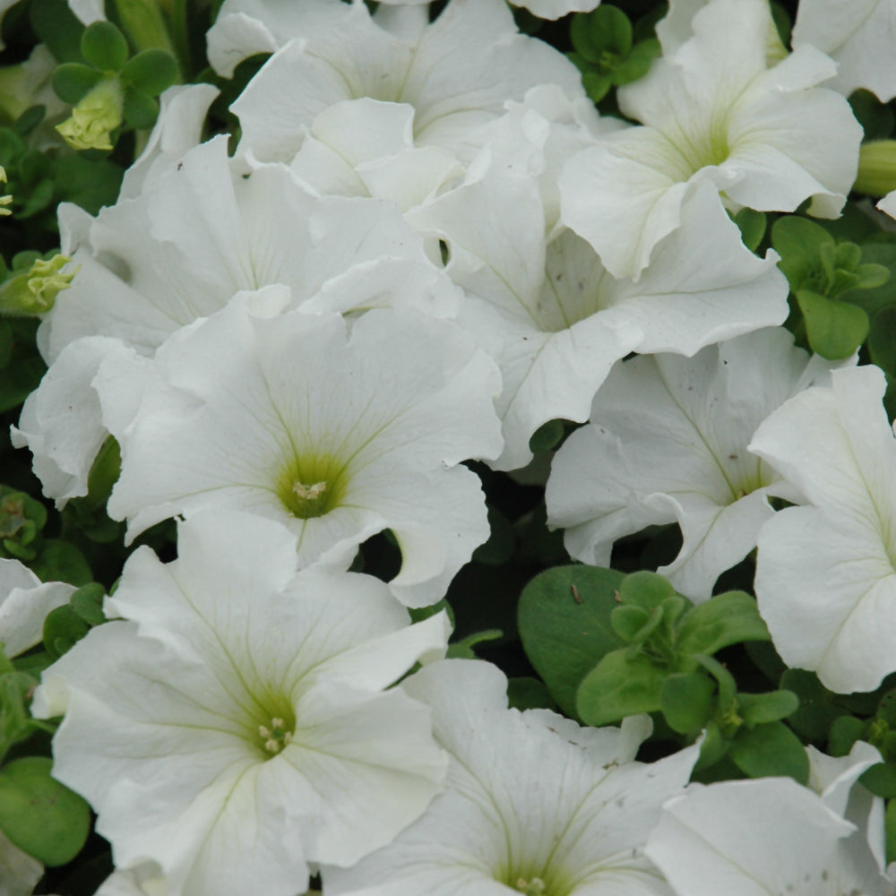 Petunia