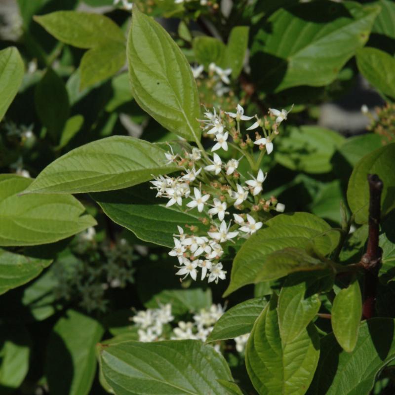 DOGWOOD FIREDANCE