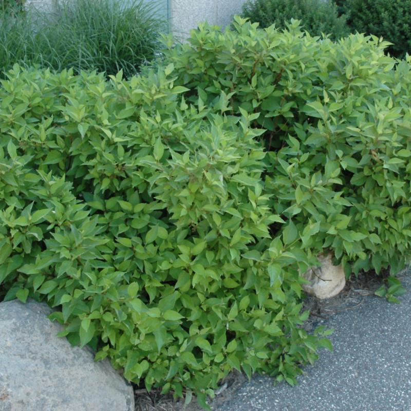 DOGWOOD FIREDANCE