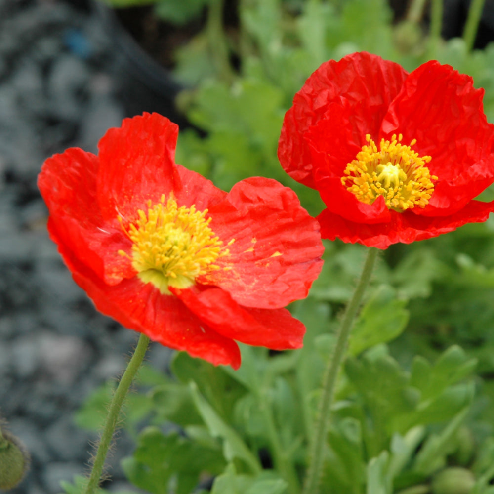 PAPAVER SPRING FEVER RED – Knippel Garden Centre