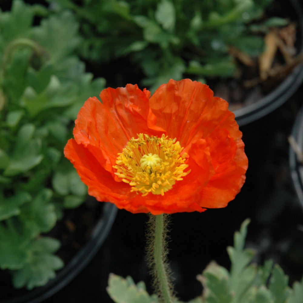 PAPAVER SPRING FEVER ORANGE – Knippel Garden Centre