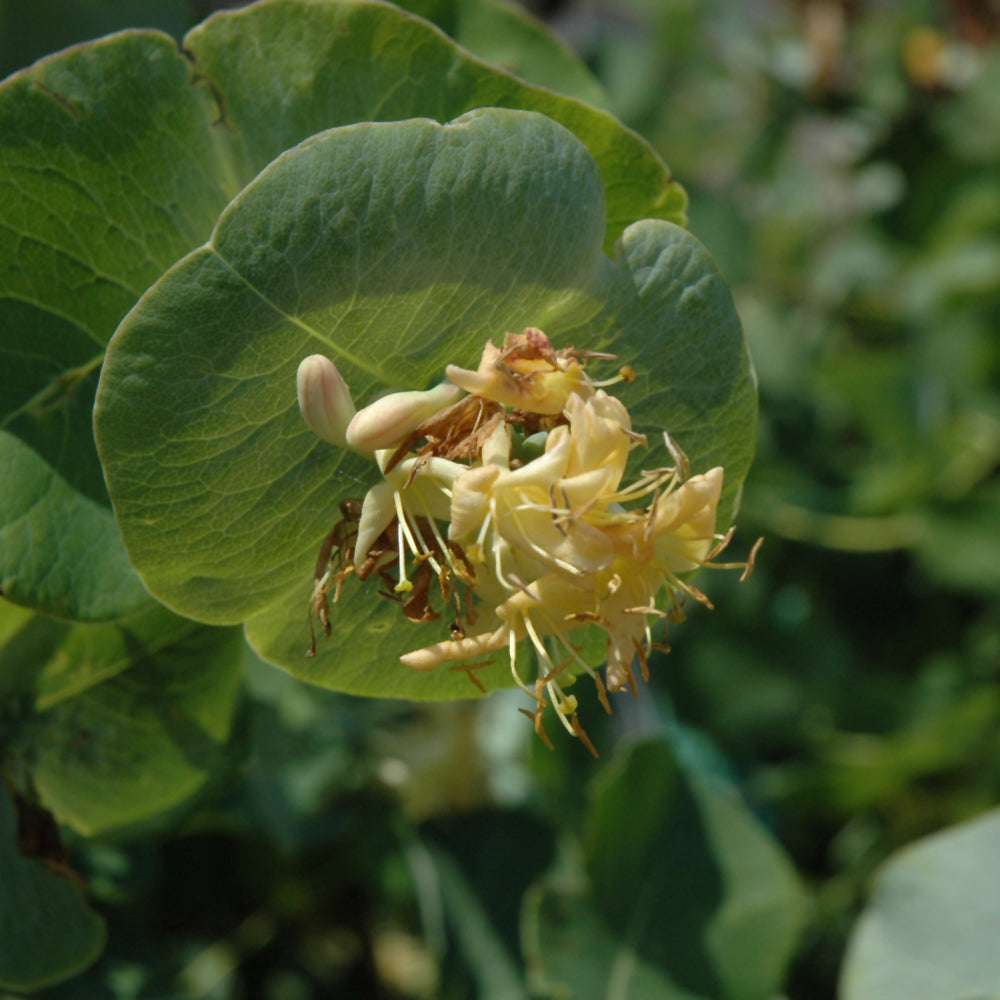 LONICERA KINTZLEY'S GHOST