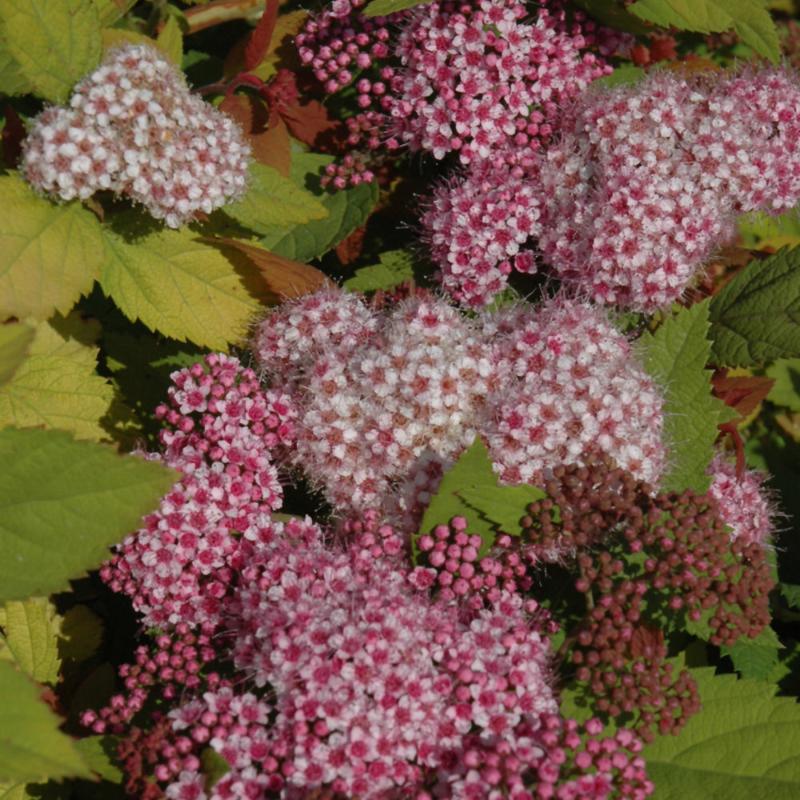 SPIREA DOUBLE PLAY BIG BANG
