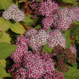SPIREA DOUBLE PLAY BIG BANG