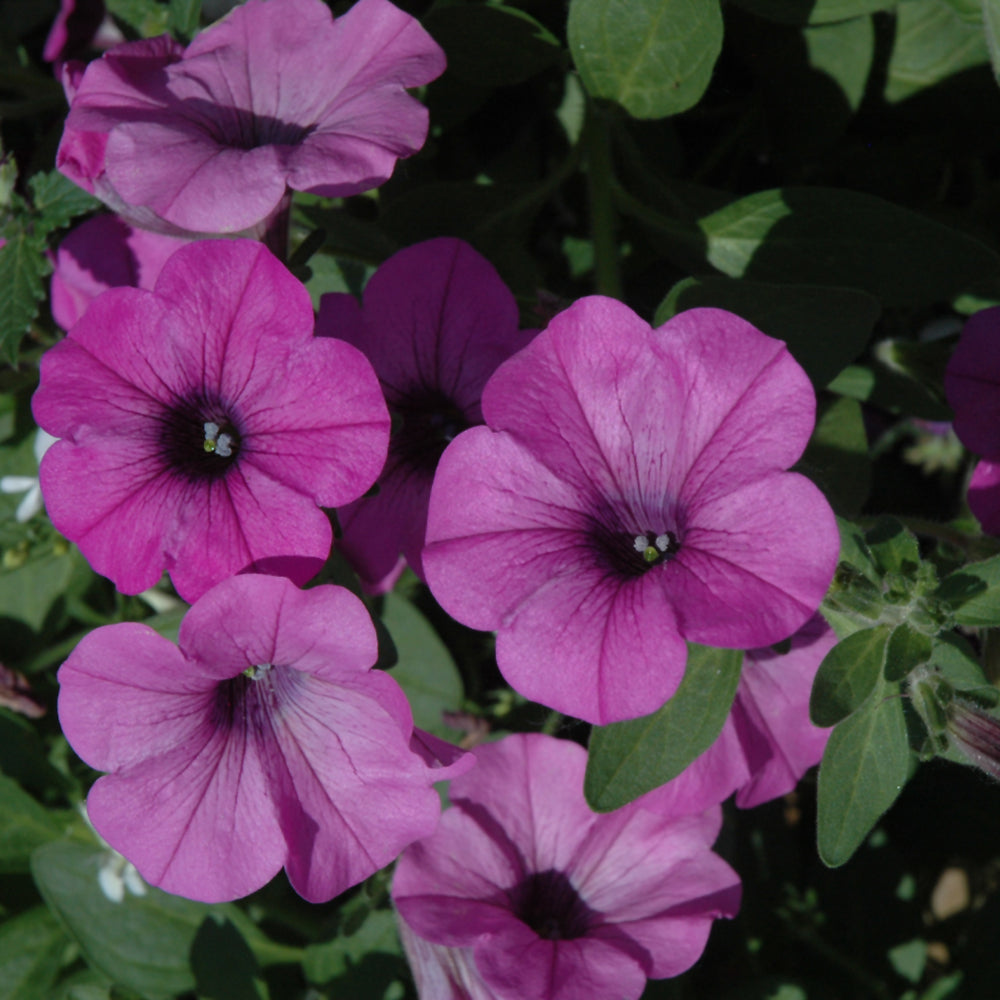 Petunia