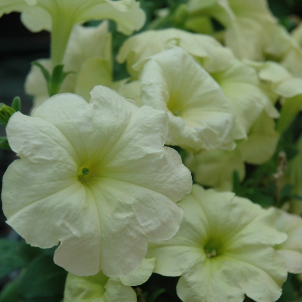 Petunia