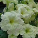 Petunia