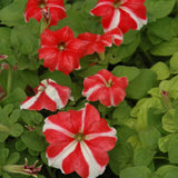 Petunia