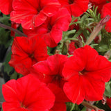Petunia Multiflora