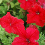 Petunia Wave