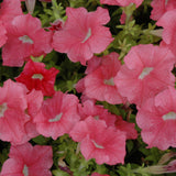 Petunia