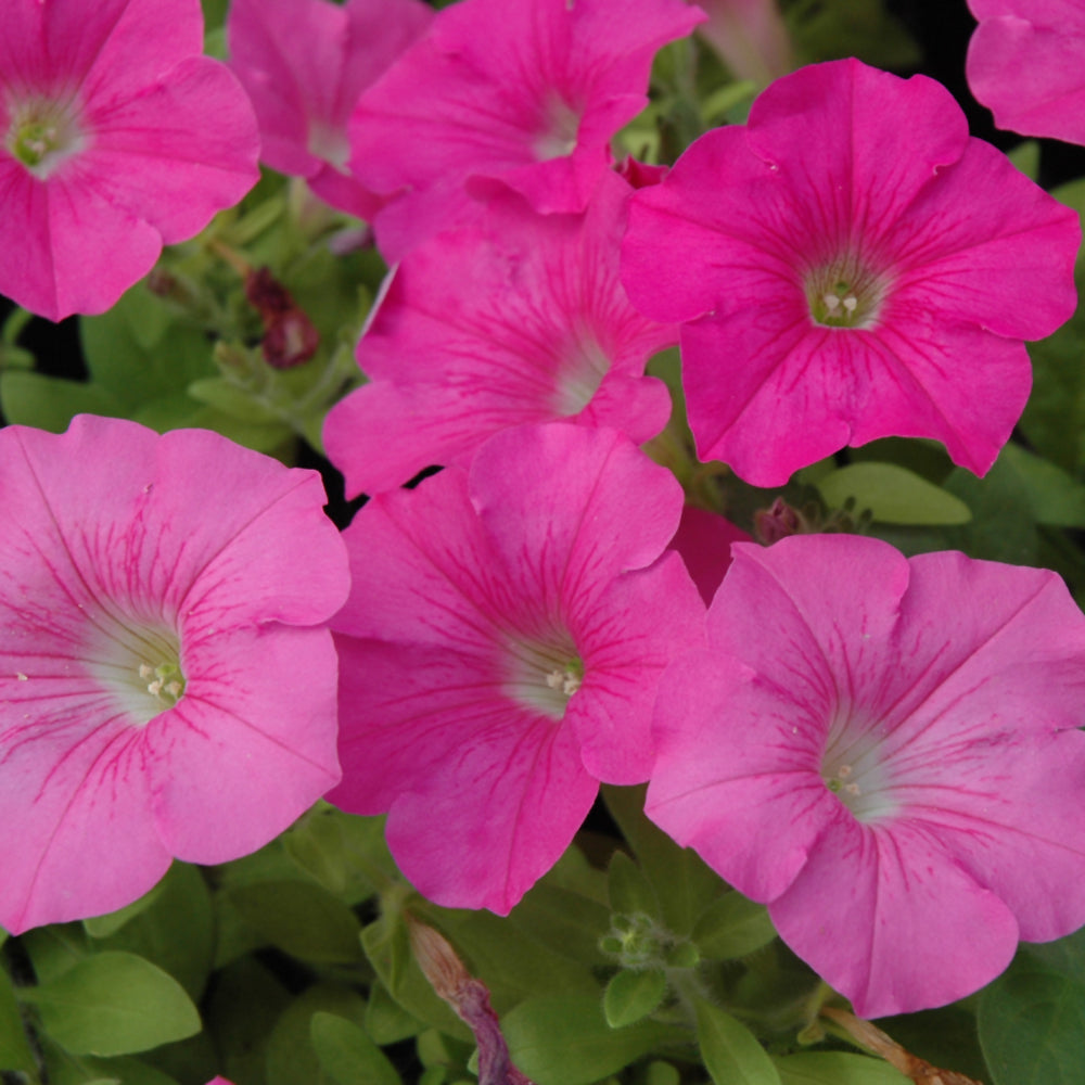 Petunia Wave