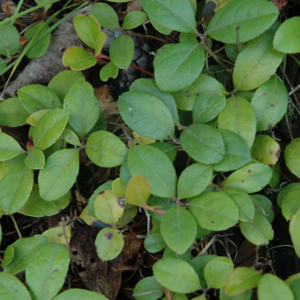 GAULTHERIA PROCUMBENS
