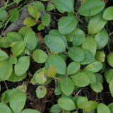 GAULTHERIA PROCUMBENS