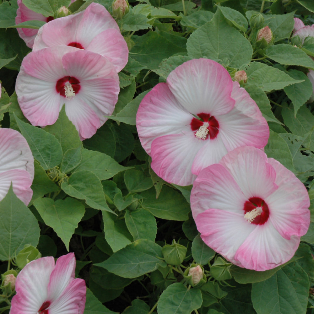 HIBISCUS LUNA PINK SWIRL