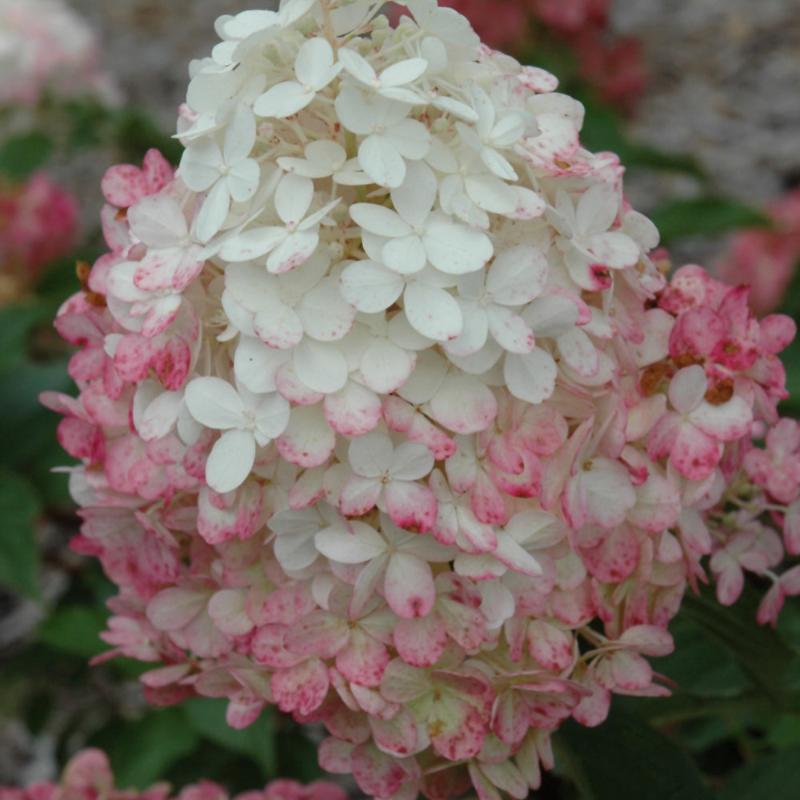 HYDRANGEA VANILLA STRAWBERRY – Knippel Garden Centre