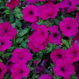 Petunia Wave