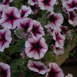 Petunia
