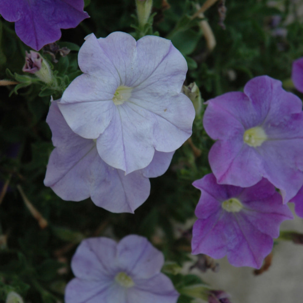 Petunia