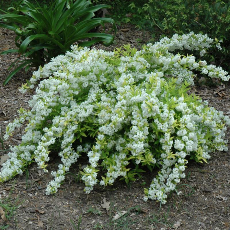 DEUTZIA CHARDONNAY PEARLS