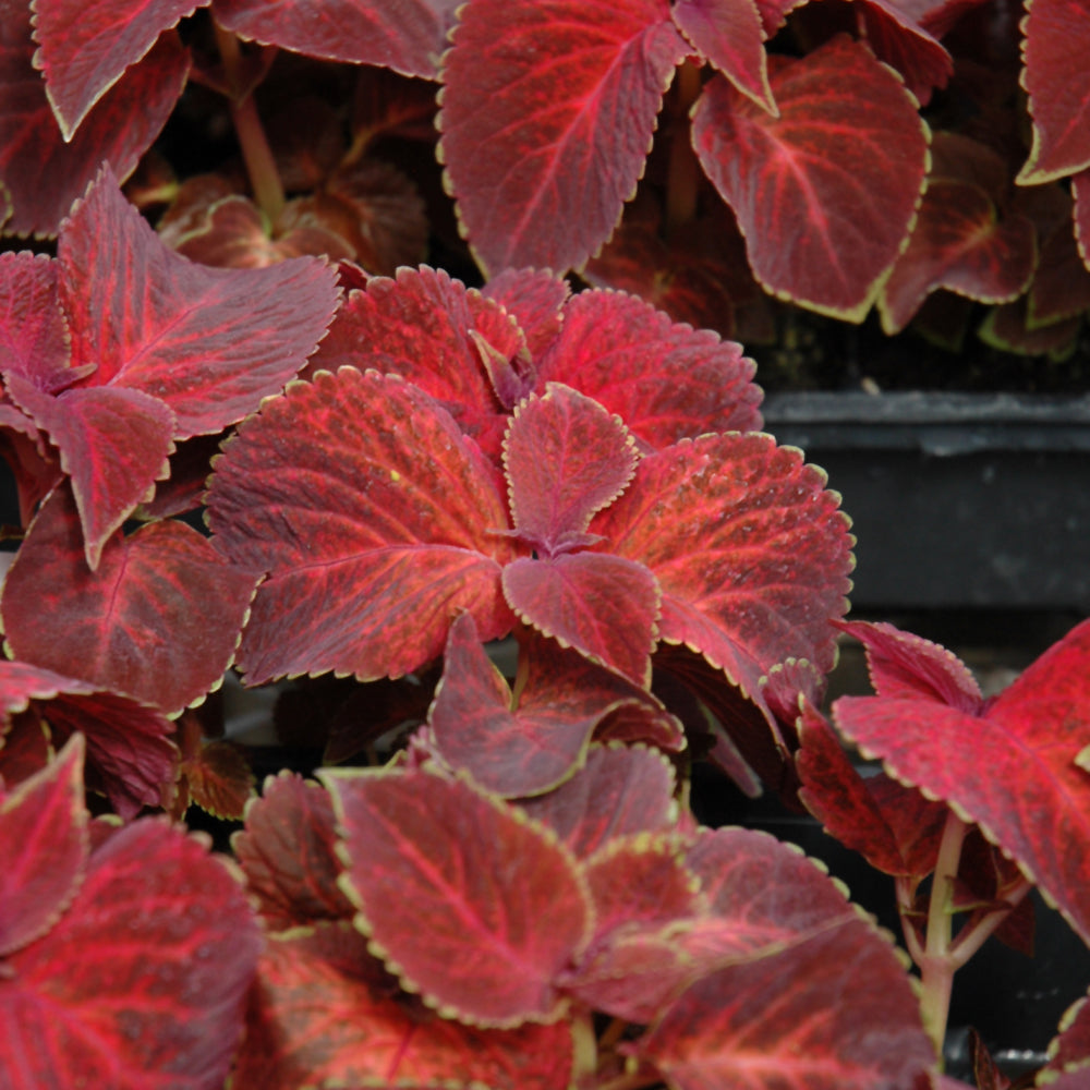 Coleus Velvet