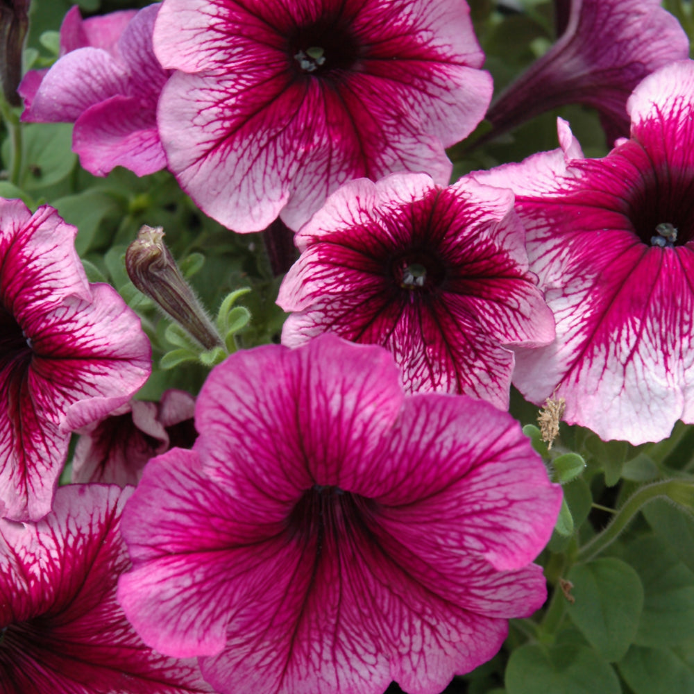 Petunia Multiflora
