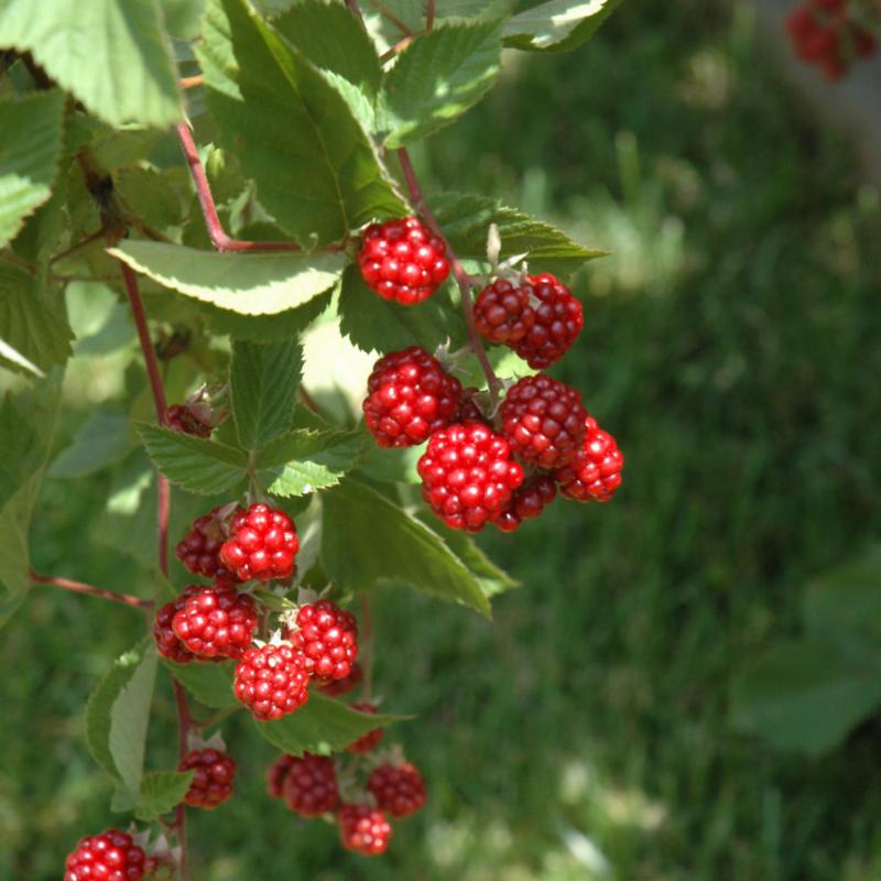 Riverport Raspberry RASPBERRY HERITAGE – Knippel Garden Centre