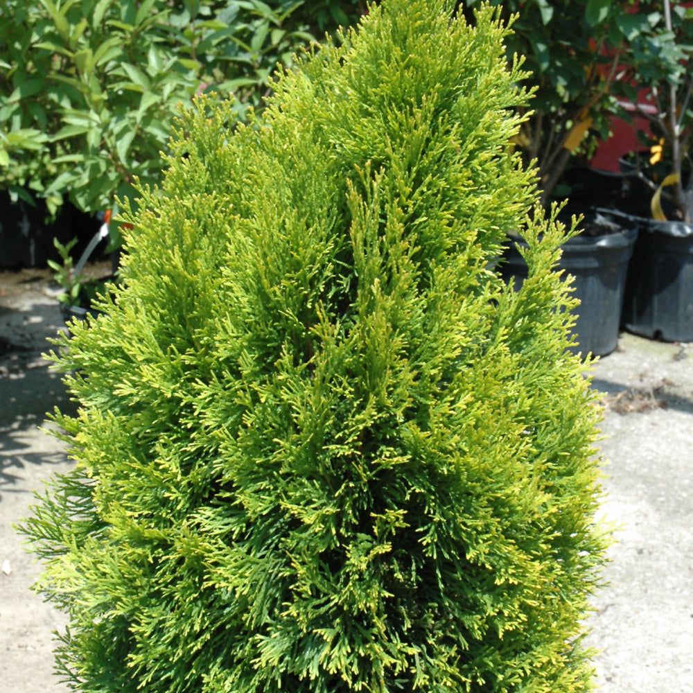 CEDAR HIGHLIGHT JANED GOLD