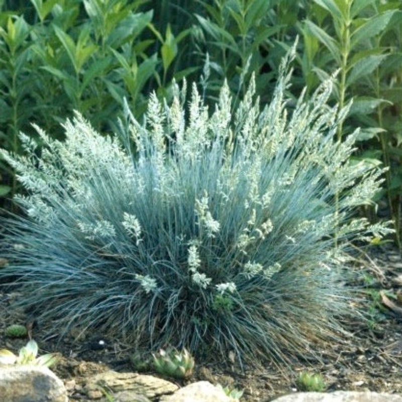 FESCUE ELIJAH BLUE