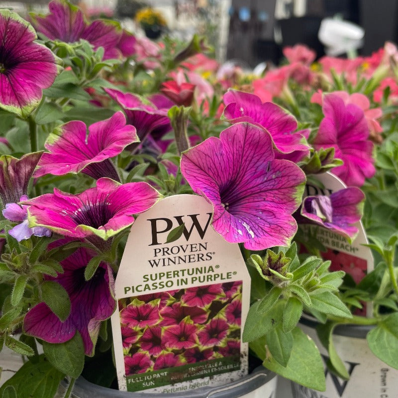 Petunia - Picasso in Purple
