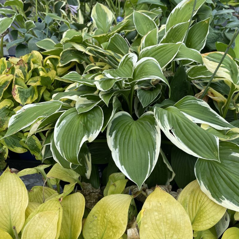 HOSTA MEDLEY – Knippel Garden Centre