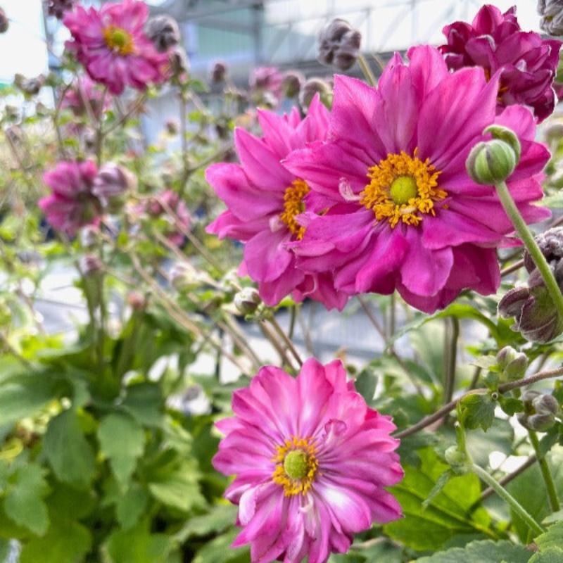 ANEMONE CURTAIN CALL DEEP ROSE – Knippel Garden Centre