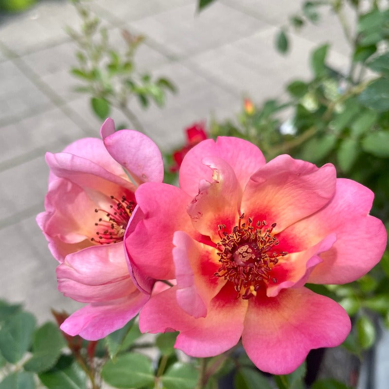 ROSE FLOWER CARPET PEACH