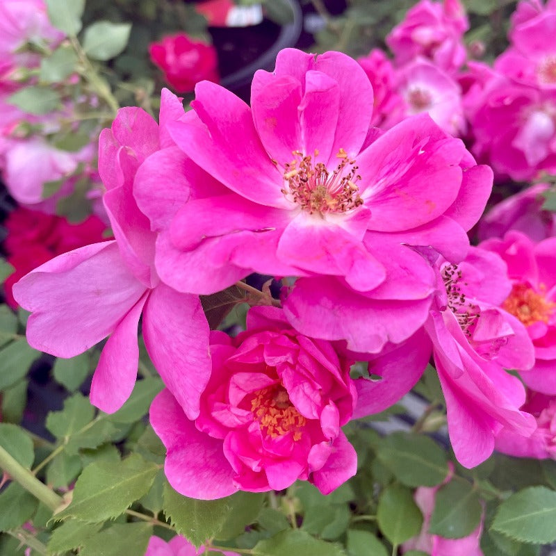 ROSE EXPLORER FRONTENAC – Knippel Garden Centre