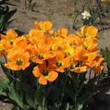 TULIP BLUSHING APELDOORN DARWIN